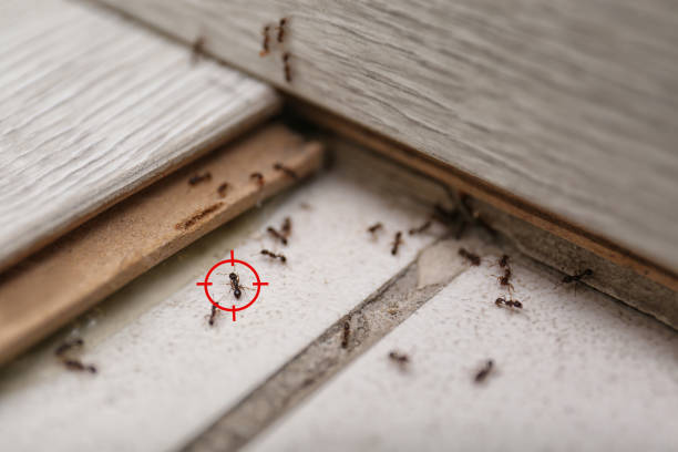 Best Local Pest Control Services  in Seminole Manor, FL