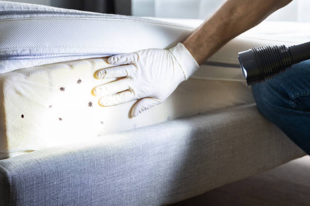 Best Residential Pest Control  in Seminole Manor, FL