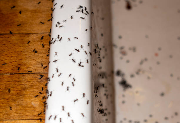 Best Wasp Removal Services  in Seminole Manor, FL