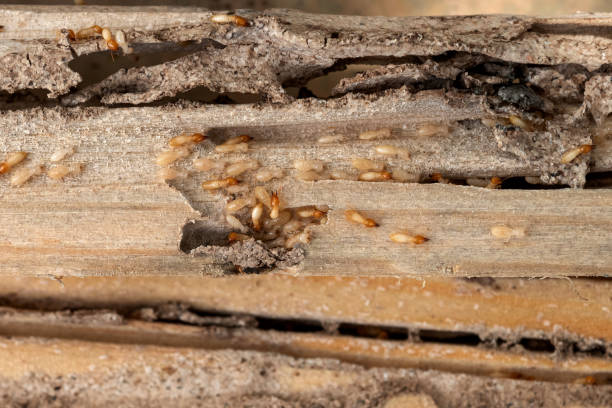 Best Pest Control Near Me  in Seminole Manor, FL